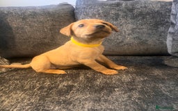 Labrador Retriever dogs for sale: Beautiful Labrador retrievers puppies  in Manchester - Image 8