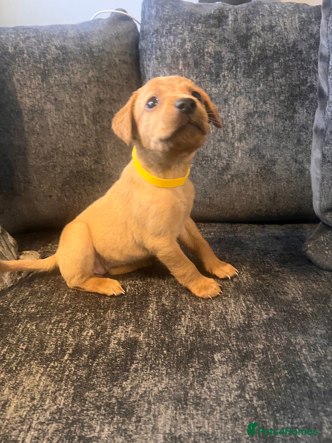 Labrador Retriever dogs for sale: Beautiful Labrador retrievers puppies  in Manchester - Image 8