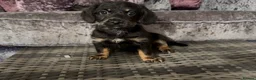 Doxiepoo dogs for sale: Doxiepoo puppies (minature) - Advert 9