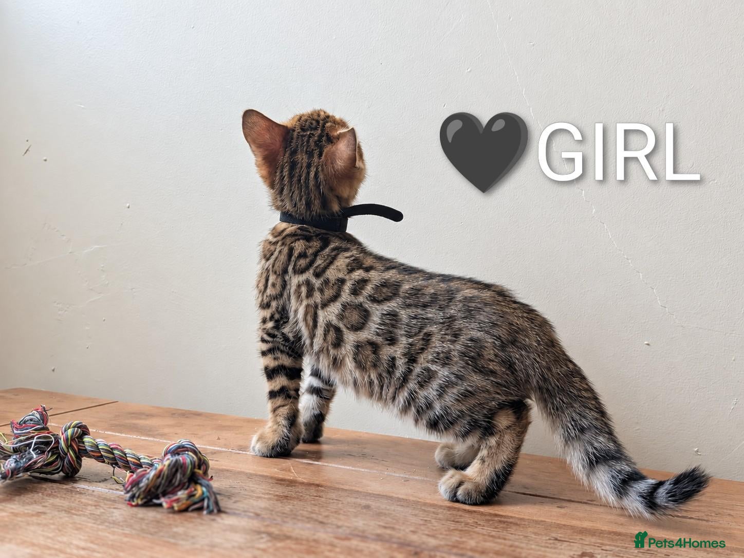 Bengal cats TICA Registered Bengal Kittens|Health Tested ❤️ - Advert 2