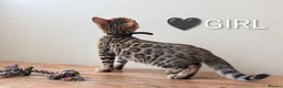 Bengal cats for sale: TICA Registered Bengal Kittens|Health Tested ❤️ - Advert 2