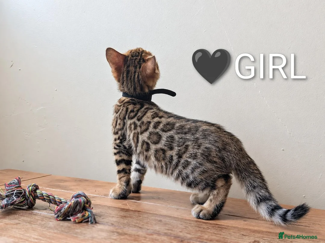 Bengal cats for sale: TICA Registered Bengal Kittens|Health Tested ❤️ - Advert 2