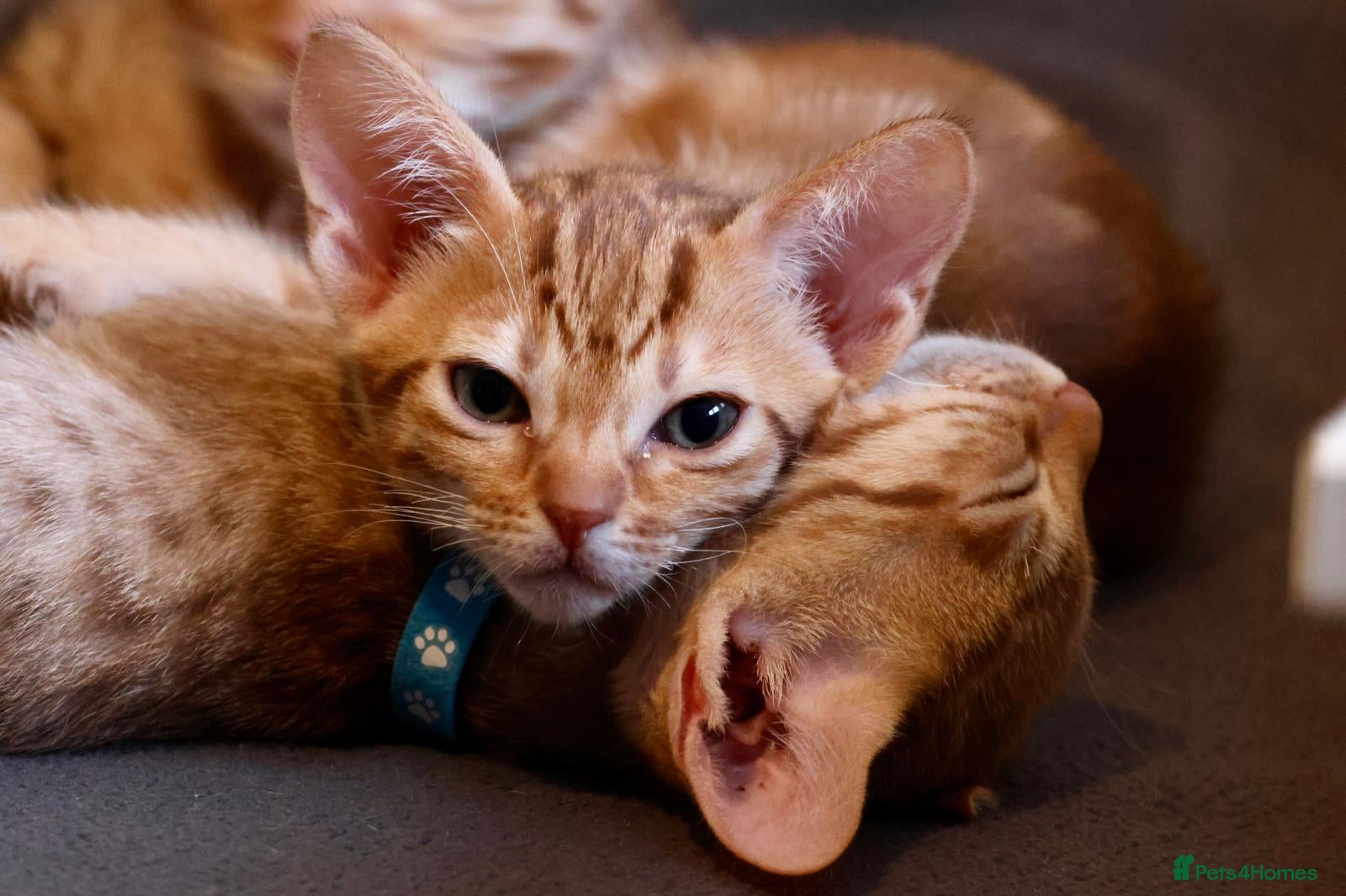 Ocicat cats Stunning Ocicat Kittens in Aberdeenshire - Advert 3