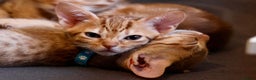 Ocicat cats for sale: Stunning Ocicat Kittens in Aberdeenshire - Advert 1
