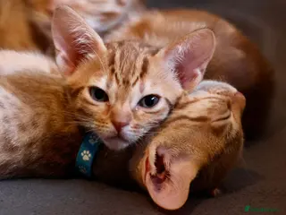 Ocicat cats Stunning Ocicat Kittens in Aberdeenshire - Advert 4