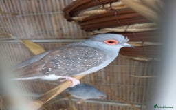 Doves birds for sale: 2xDiamond Doves with Cage - Image 3