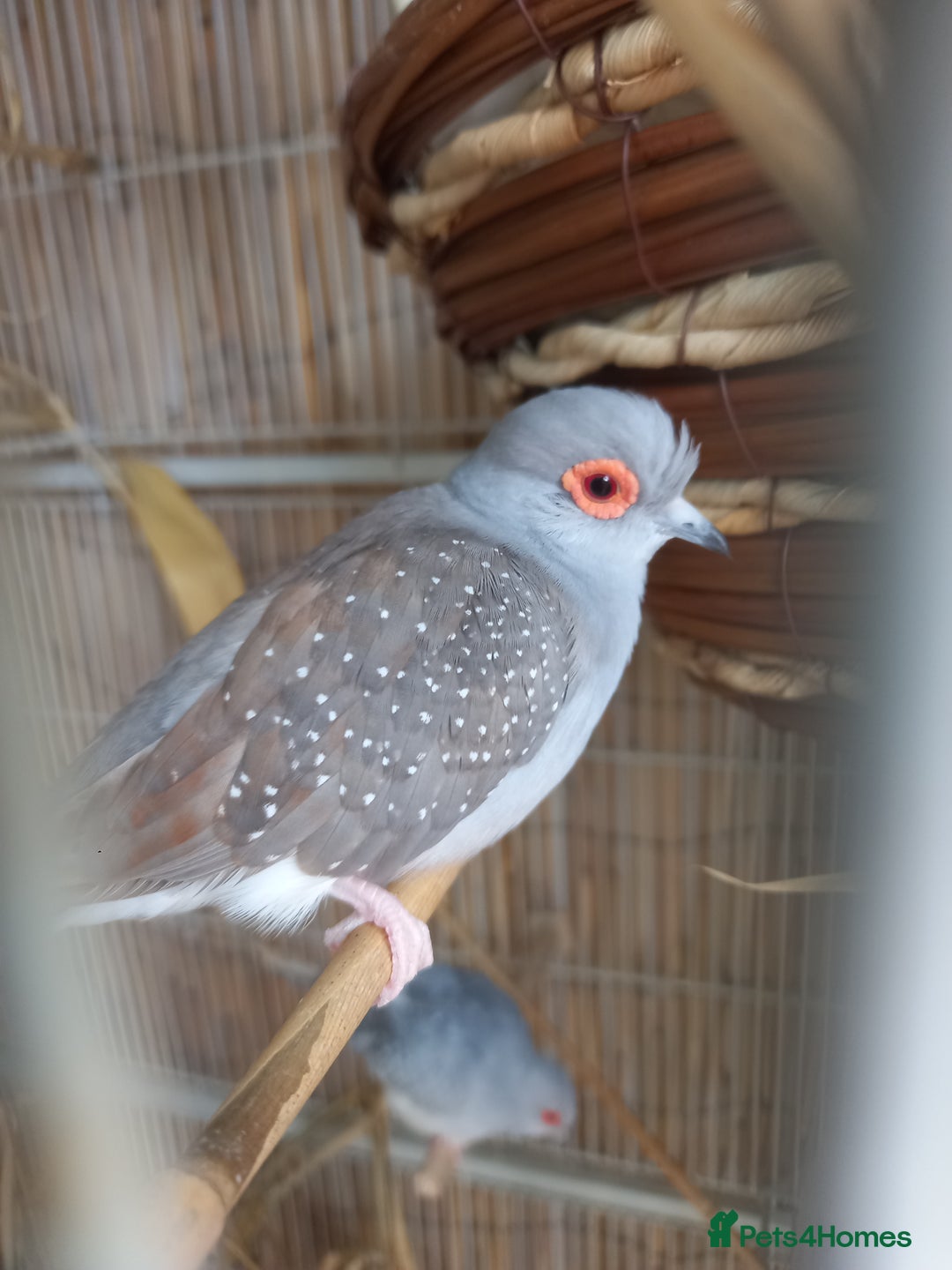 Doves birds for sale: 2xDiamond Doves with Cage - Image 3