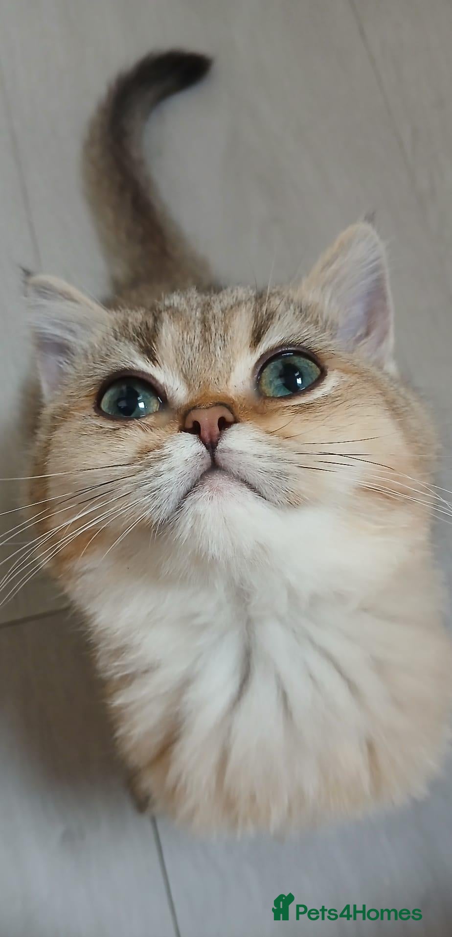 British Longhair cats Golden British longhair pure bloodline  - Advert 6