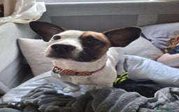 Mixed Breed dogs for sale: Bruno - Needs a New, Loving Home - Image 8