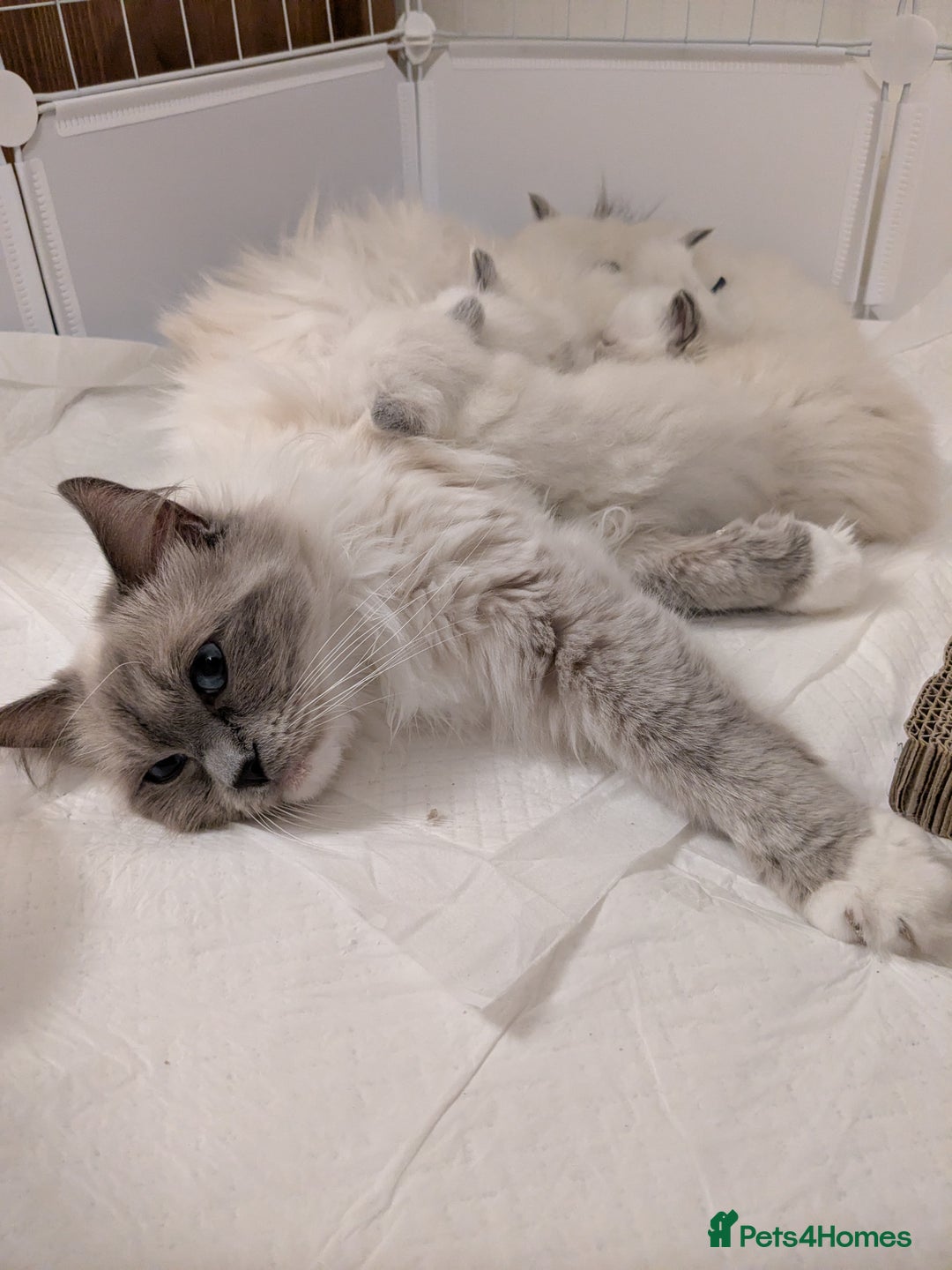 Ragdoll cats for sale: Beautiful GCCF Registered Ragdoll Kittens  🐾 - Advert 2