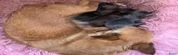 Chihuahua dogs for sale: Chocolate, Blue and Sable Small Chihuahua puppies  - Advert 13
