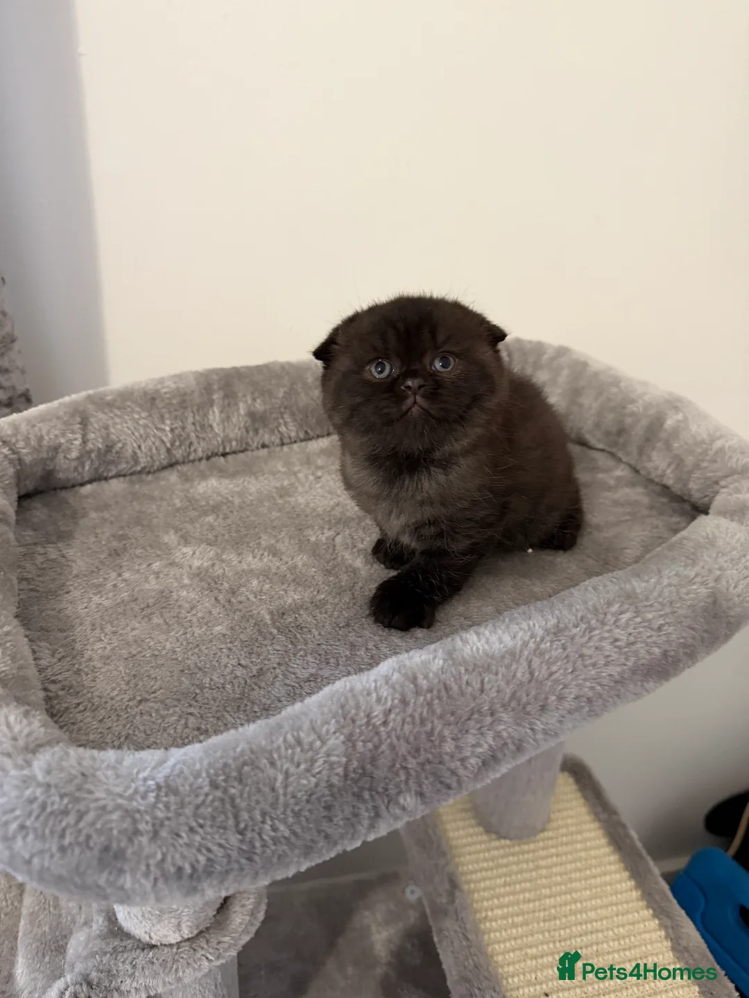 Scottish Fold cats for sale: Scottish fold female kitten pure breed in London - Advert 14