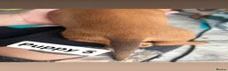 Dachshund dogs for sale: Gorgeous miniature daschunds  - Advert 26