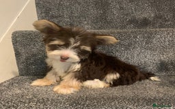 Biewer Terrier dogs for sale: Last 3 Stunning Biewer Terrier puppies - Image 6