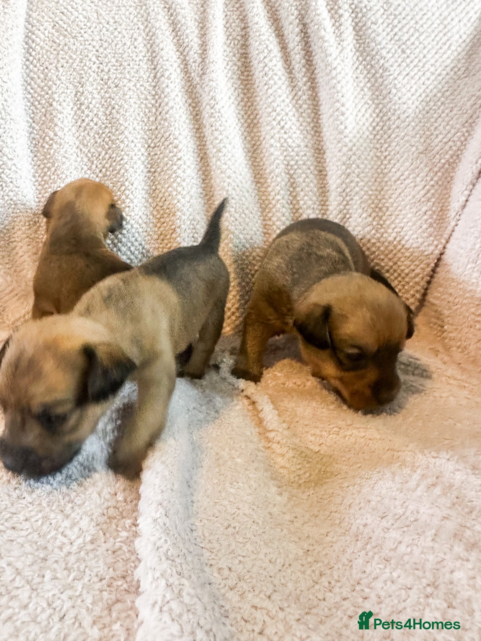 Mixed Breed Puppy 5