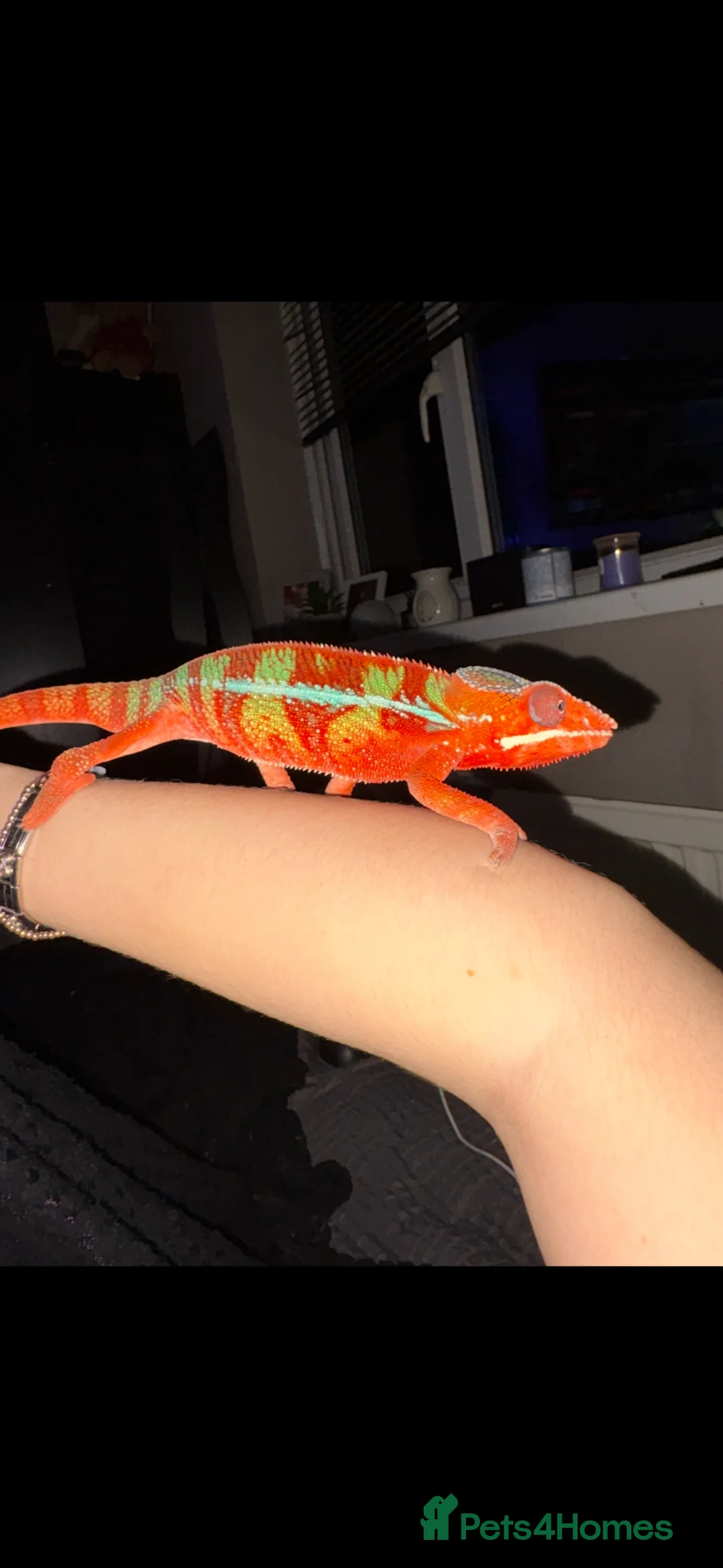 Chameleon reptiles for sale: male panther ambilobe chameleon  - Advert 1