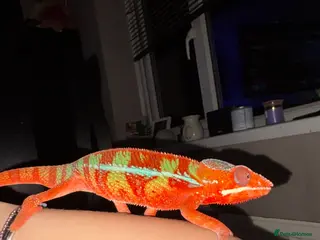 Chameleon reptiles male panther ambilobe chameleon - Advert 1