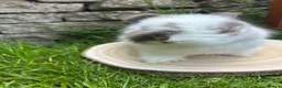 Angora rabbits for sale: Full Face English Angoras - Advert 12