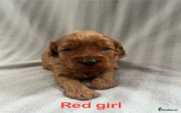 Cavapoo dogs for sale: Gorgeous F1B Cavapoo puppies  - Image 7
