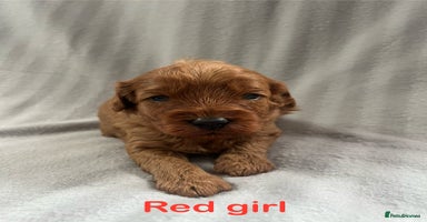 Cavapoo dogs - Advert 3