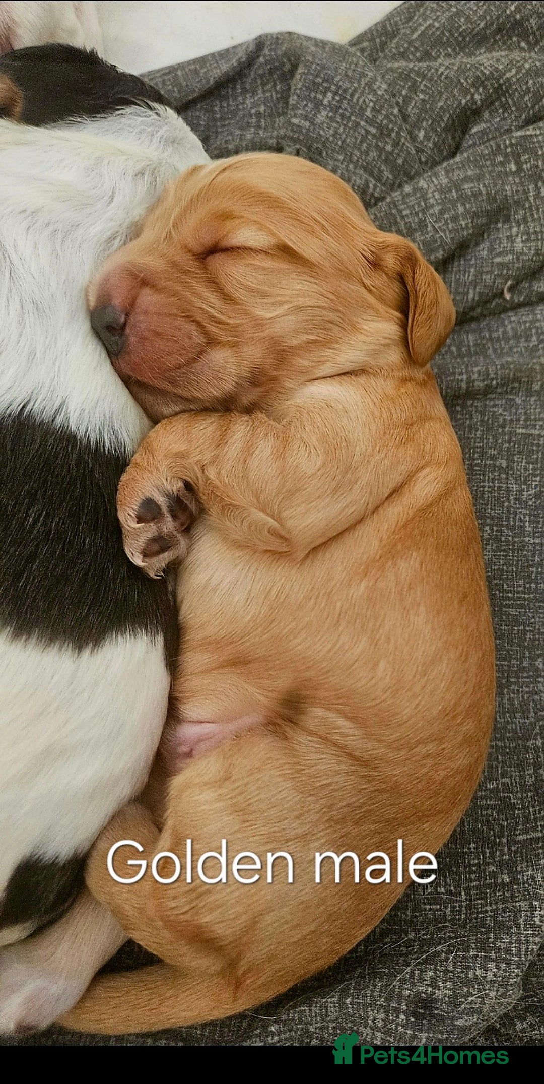 Cocker Spaniel dogs for sale: Beautiful full show cockers  - Advert 3