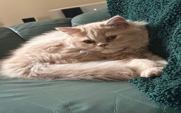 Persian cats for sale: Persian kittens - Image 12