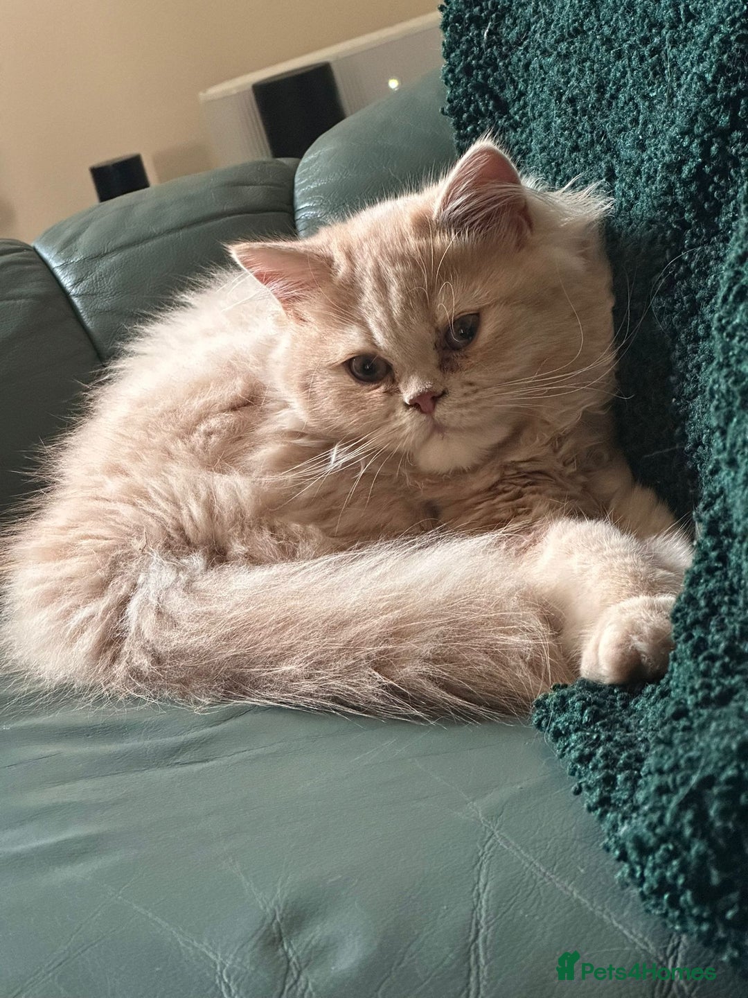 Persian cats for sale: Persian kittens - Image 12