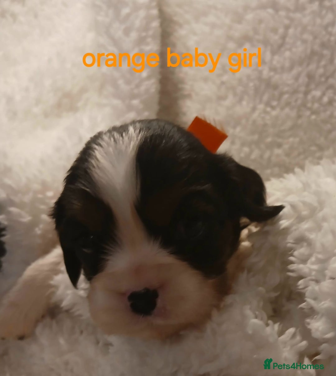 Cavalier King Charles Spaniel dogs for sale: Health tested Cavalier King Charles  - Image 7