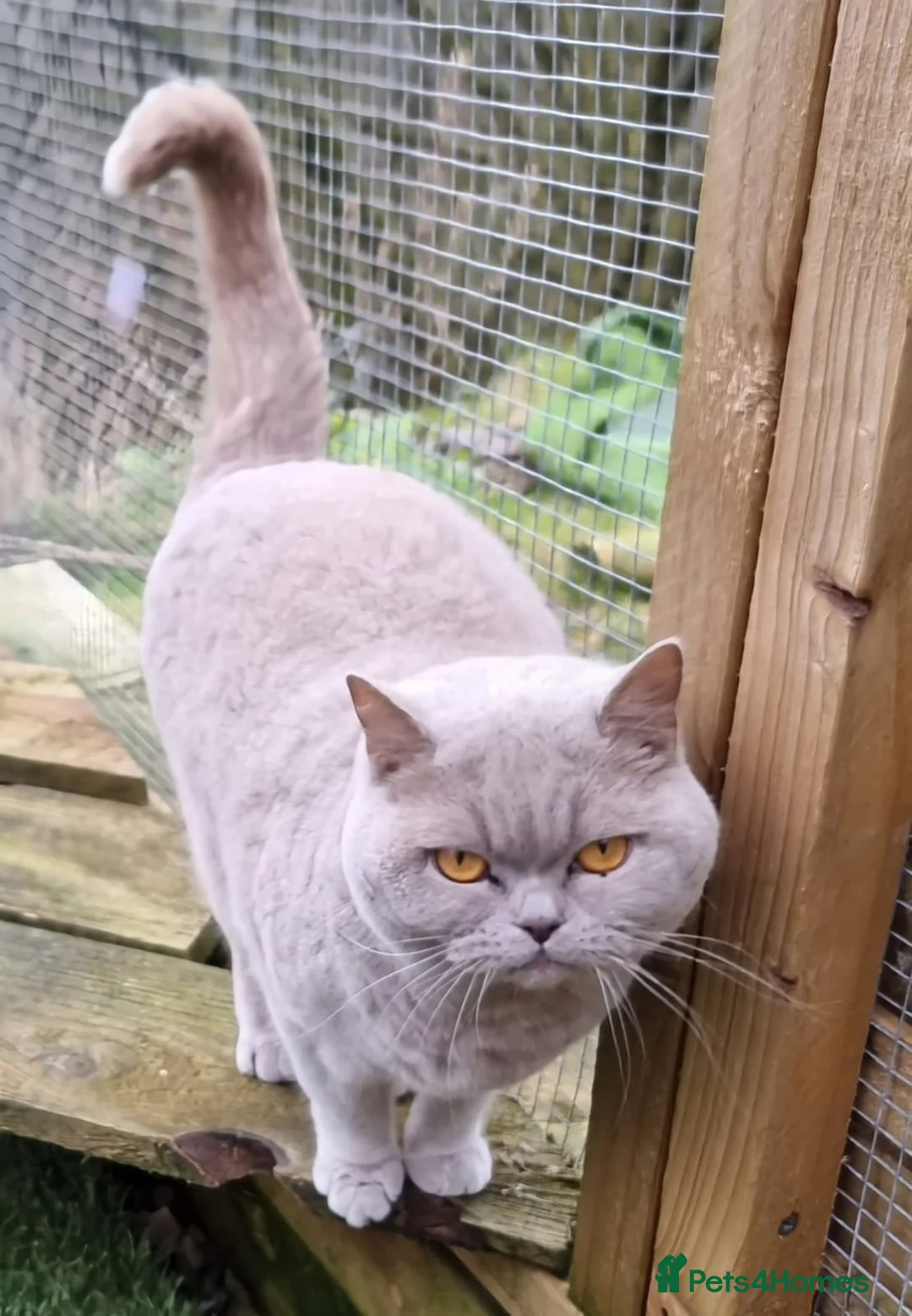 British Shorthair cats for stud: GCCF RONNIE LILAC BSH FOR STUD CHAMPION BLOOD 🏆  - Advert 3