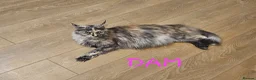 Maine Coon cats for sale: Exceptional Pedigree Maine Coon Kittens - Advert 4