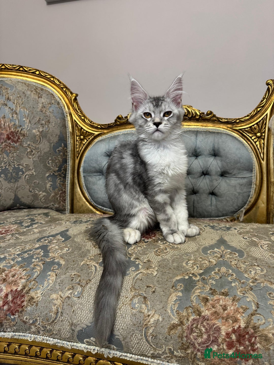 Maine Coon cats for sale: XXL Russian bloodline Maine Coon Kittens 20+Gen!🏆 - Image 13