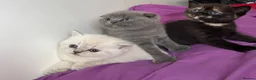 British Shorthair cats for sale: British shorthair  - Advert 3