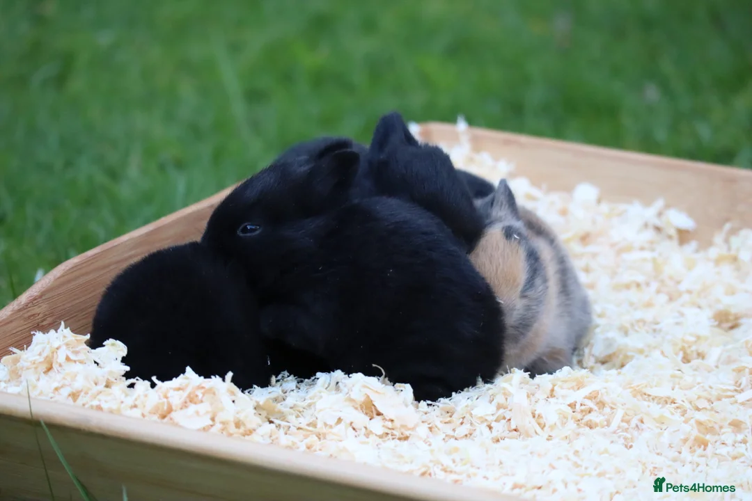 Rex rabbits for sale: Pure breed Rex baby bunnies  in Newtownards - Advert 1