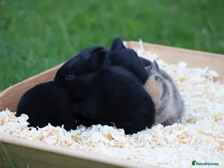 Rex rabbits Pure breed Rex baby bunnies - Advert 2