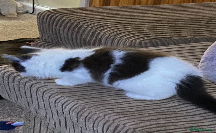 Mixed Breed cats - Advert 16