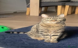 Domestic Shorthair cats for sale: Lola looking for new home  - Image 3