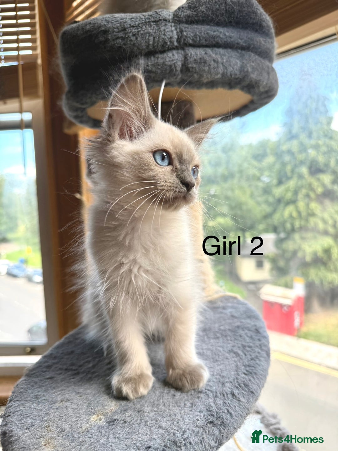 Ragdoll cats for sale: 4 beautiful ragdoll kittens  - Image 14