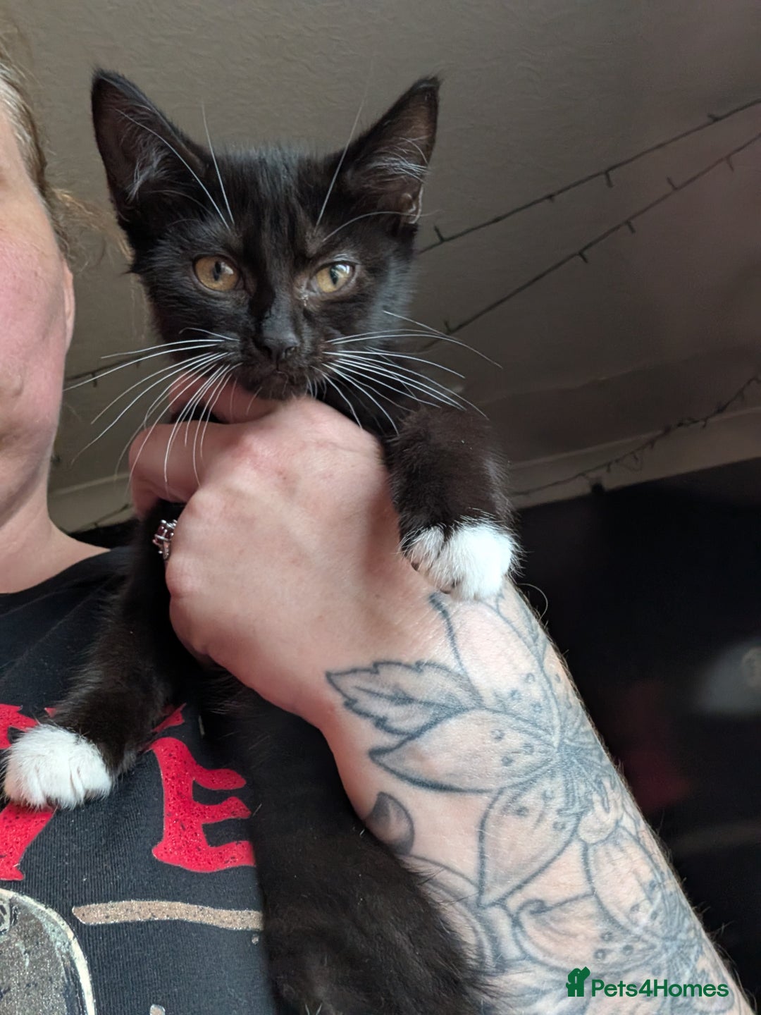 Mixed Breed cats for sale: Gorgeous kittens lovely markings  - Image 4