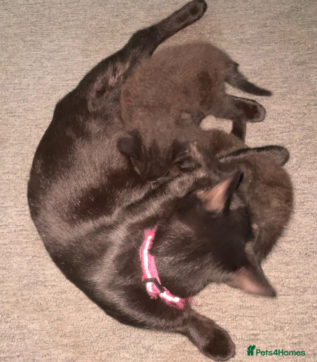 Mixed Breed cats for sale: 3 beautiful kittens for sale (unknown sex) - Image 4