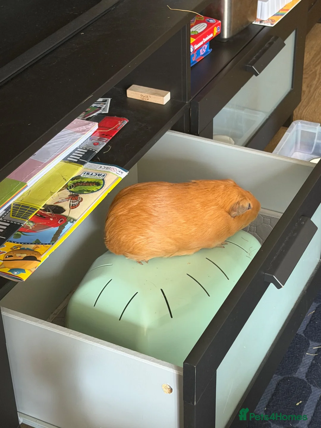 Guinea Pig rodents for sale: Looking for a new home for our beloved boy 💔 in Brighton - Advert 3