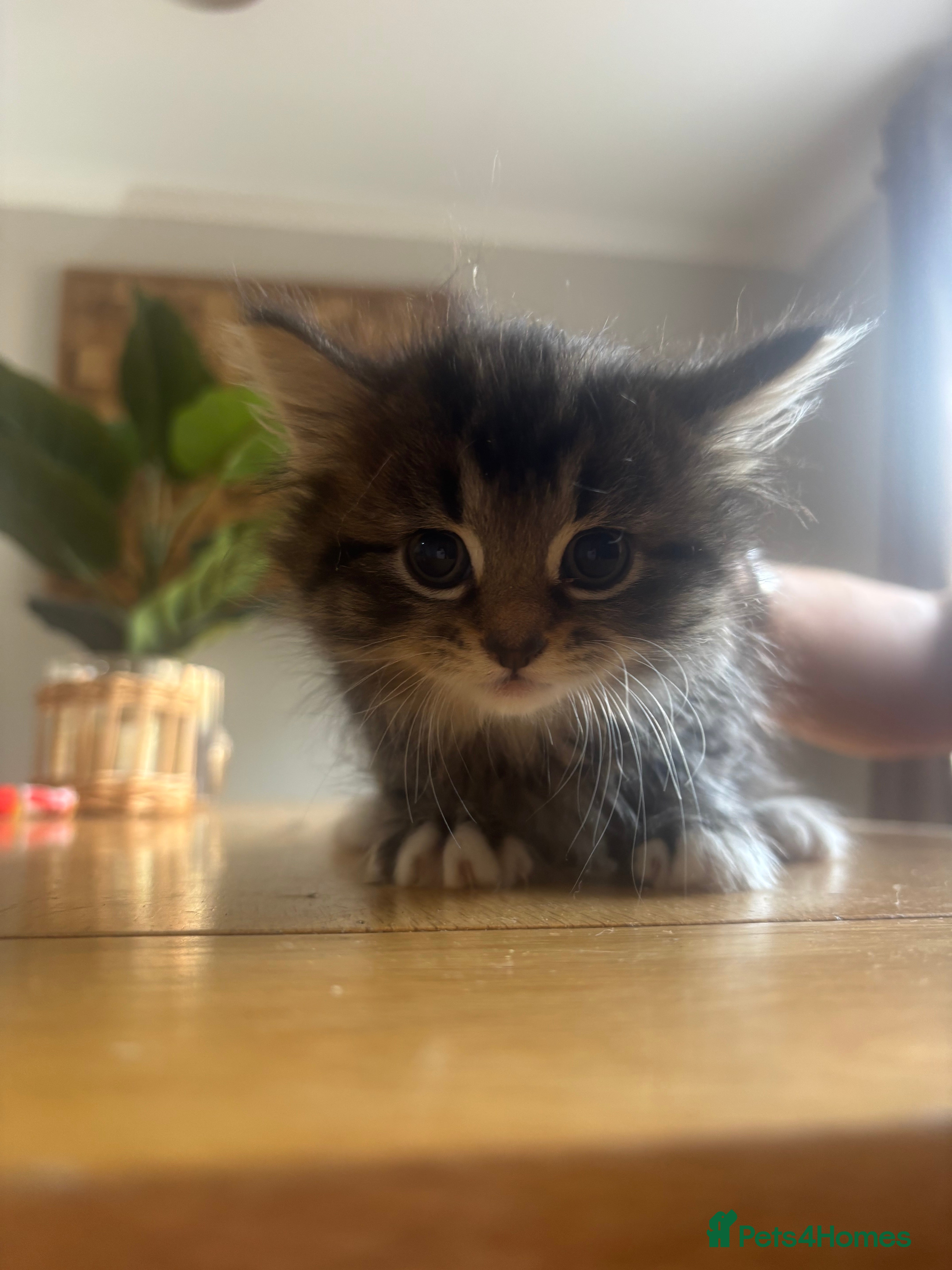 Mixed Breed cats Mixed breed kittens  - Advert 6