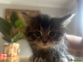 Mixed Breed cats Mixed breed kittens - Advert 6