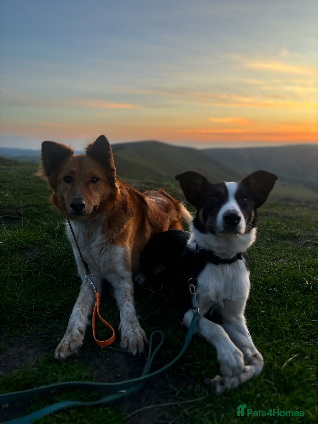 Canaan Dog dogs for sale: URGENT HOME NEEDED - Advert 13