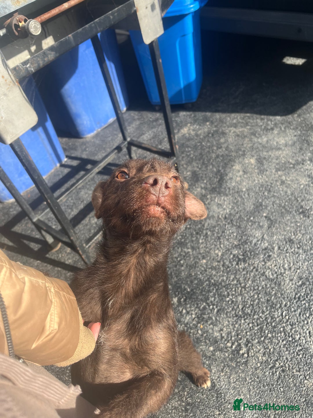 Patterdale Terrier dogs for sale: ⭐️ Patterdale puppies only 2 girls available ⭐️ - Image 3