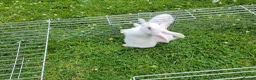 New Zealand rabbits for sale: New Zealand White rabbits (6 weeks old) - Advert 6
