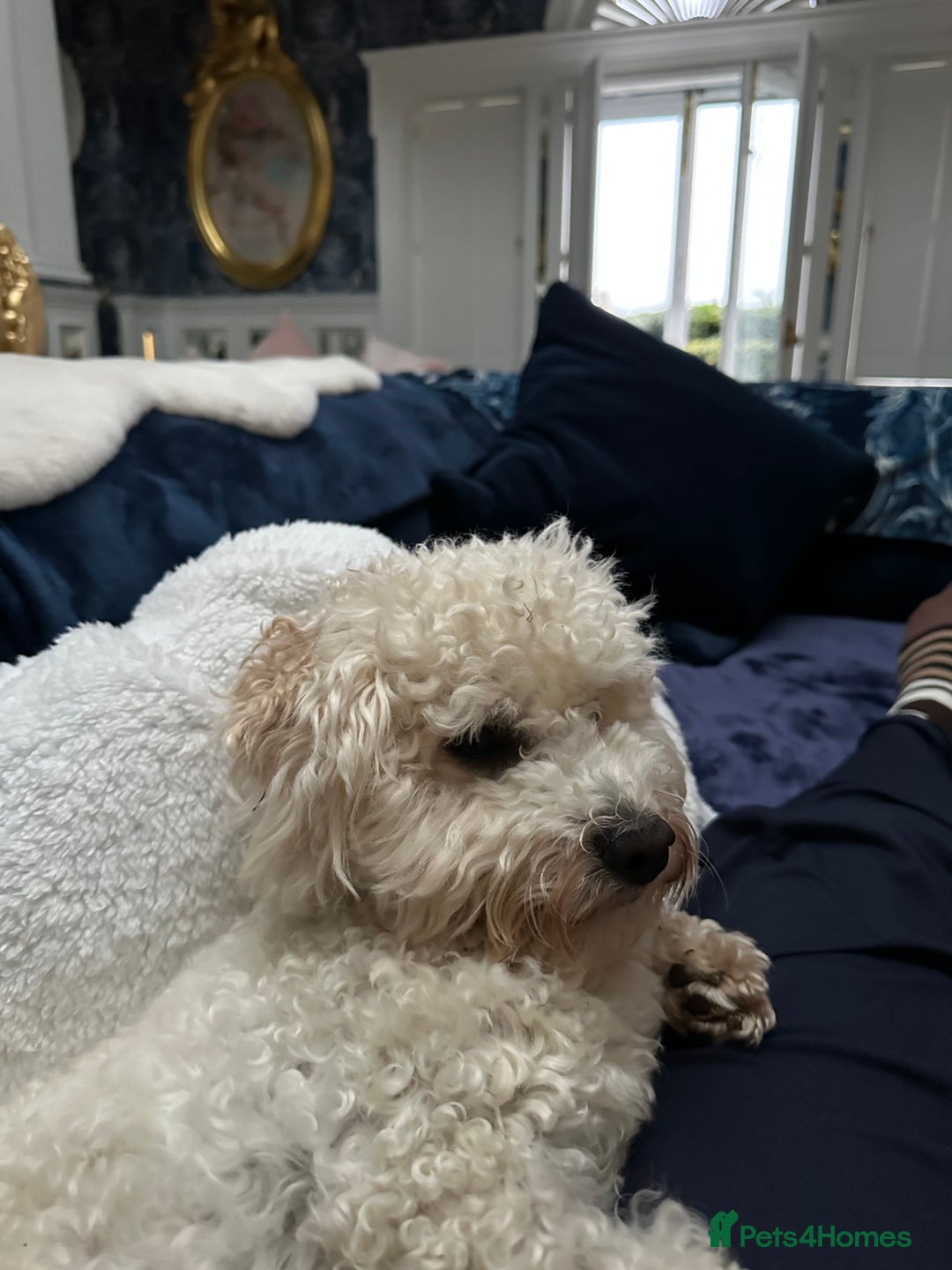 Bichon Frise dogs for sale: 1 year old Bichon frise  - Image 2