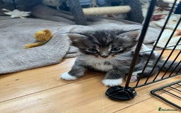 Domestic Shorthair cats for sale: 5 short/fluffy domestic kittens  - Image 17
