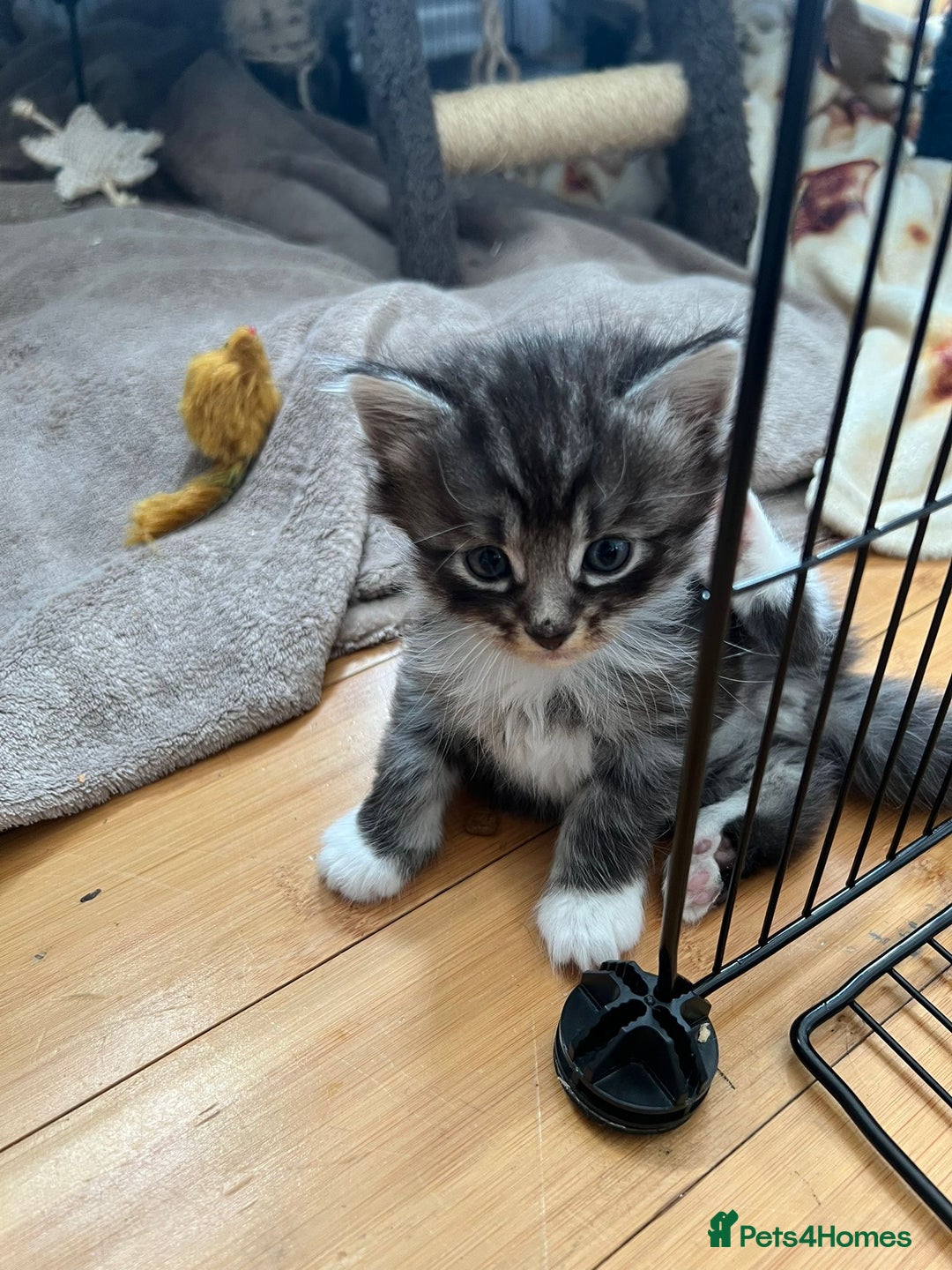 Domestic Shorthair cats for sale: 5 short/fluffy domestic kittens  - Image 17