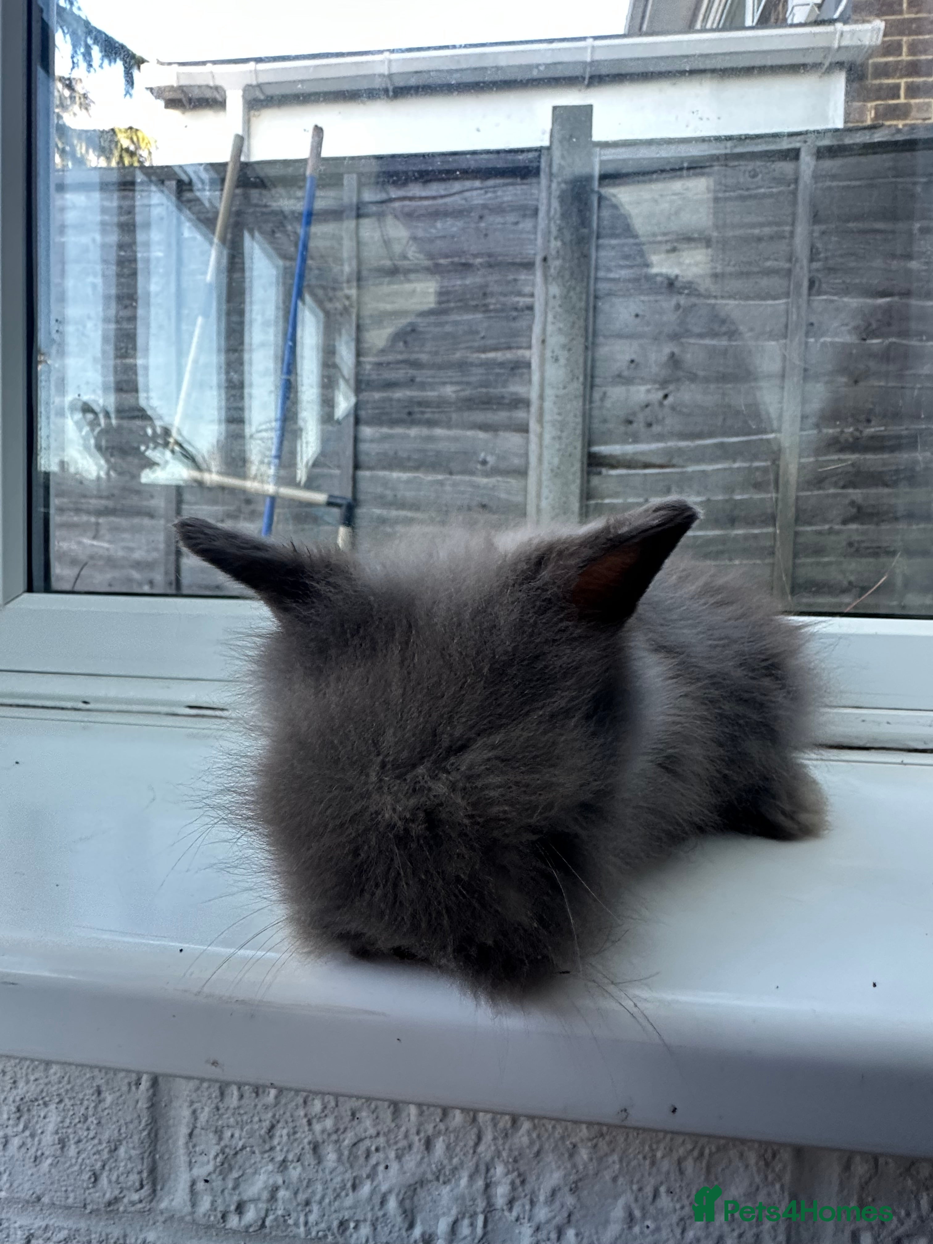 Angora rabbits Teddy Dwerg, Dwarf Baby Rabbits  - Advert 4