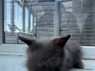 Angora rabbits Teddy Dwerg, Dwarf Baby Rabbits - Advert 3